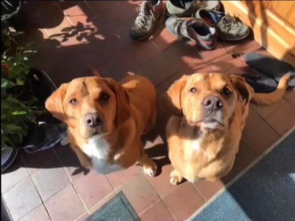 dogs looking up at visitors